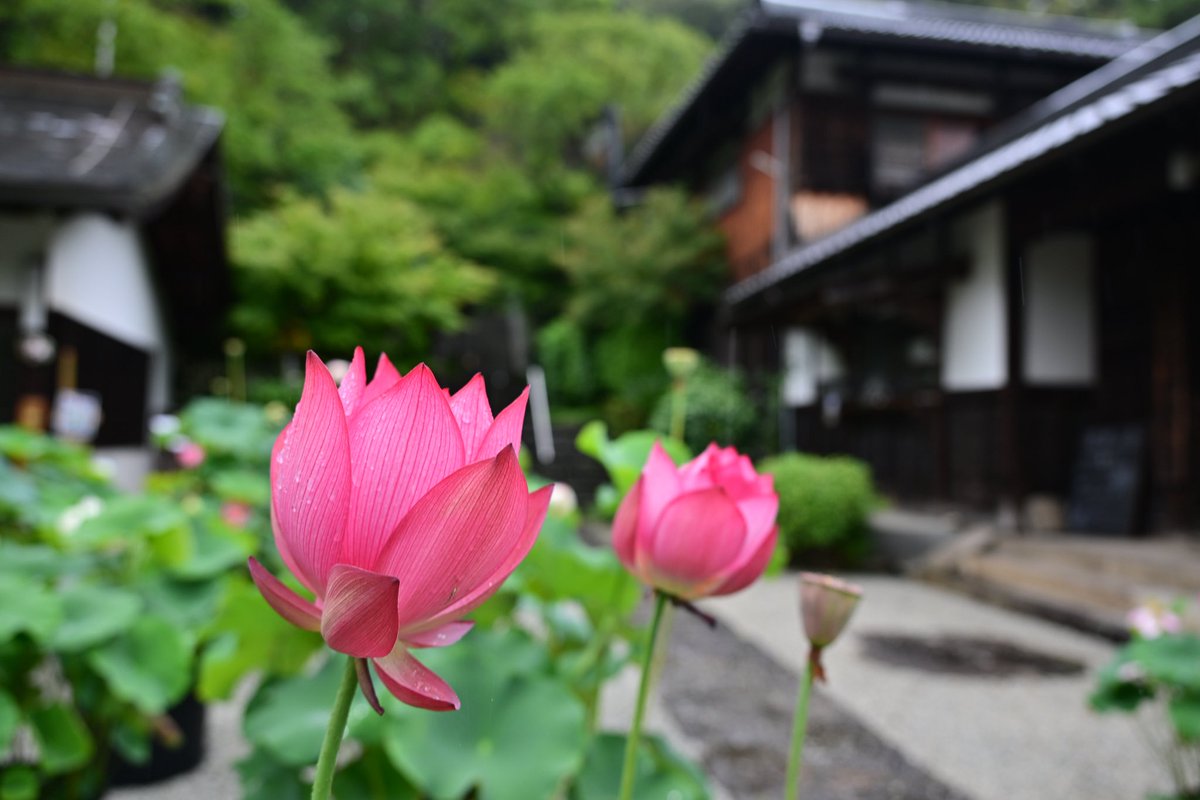 photo_walker's tweet photo. 平群町の金勝寺の蓮の花を見に行って来ました。あいにくの雨でしたが、花弁についた雨粒や葉に溜まった雨水がとても綺麗でした。
（7/5撮影）
#金勝寺　#椣原山金勝寺 #蓮の花 https://t.co/bOg6lC395D