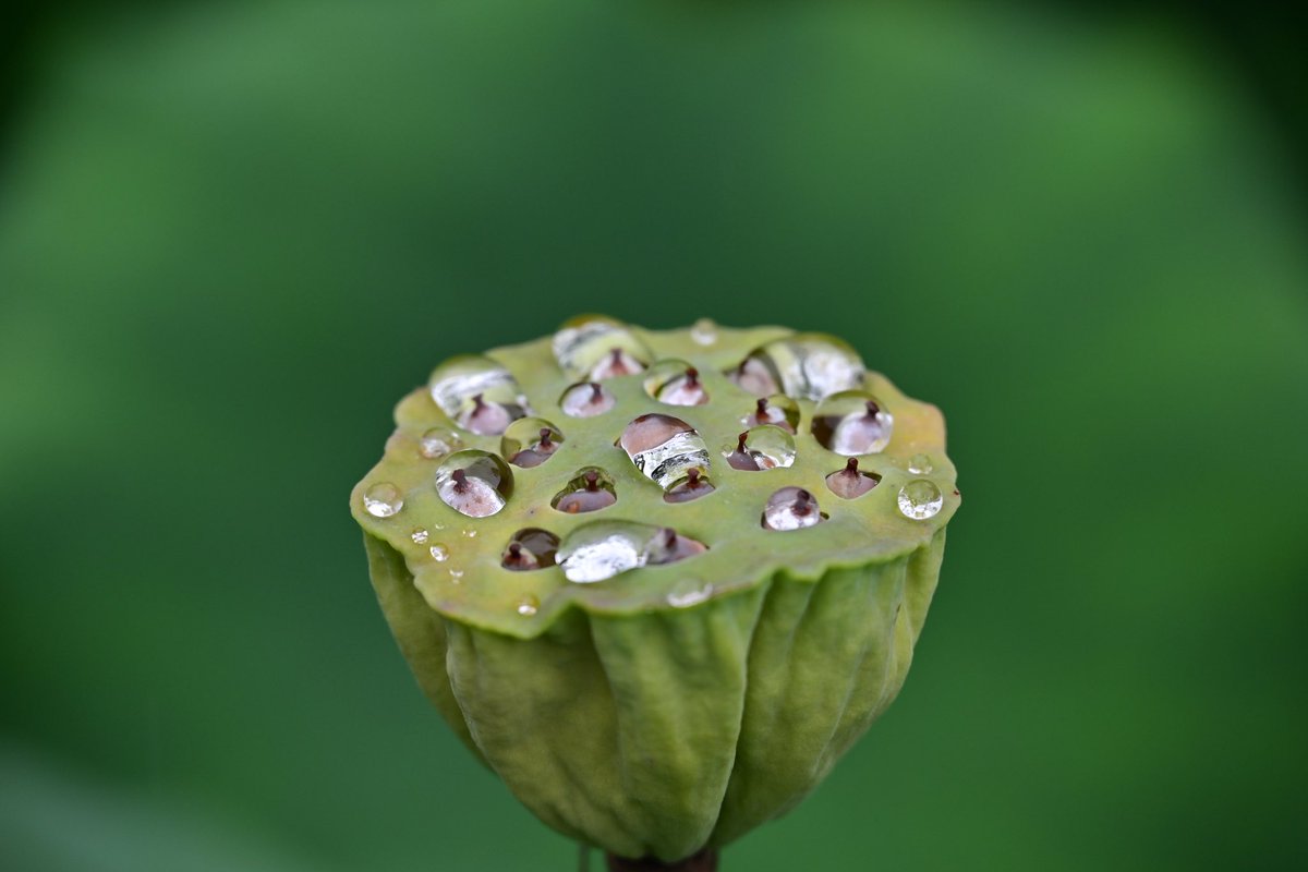photo_walker's tweet photo. 平群町の金勝寺の蓮の花を見に行って来ました。あいにくの雨でしたが、花弁についた雨粒や葉に溜まった雨水がとても綺麗でした。
（7/5撮影）
#金勝寺　#椣原山金勝寺 #蓮の花 https://t.co/bOg6lC395D