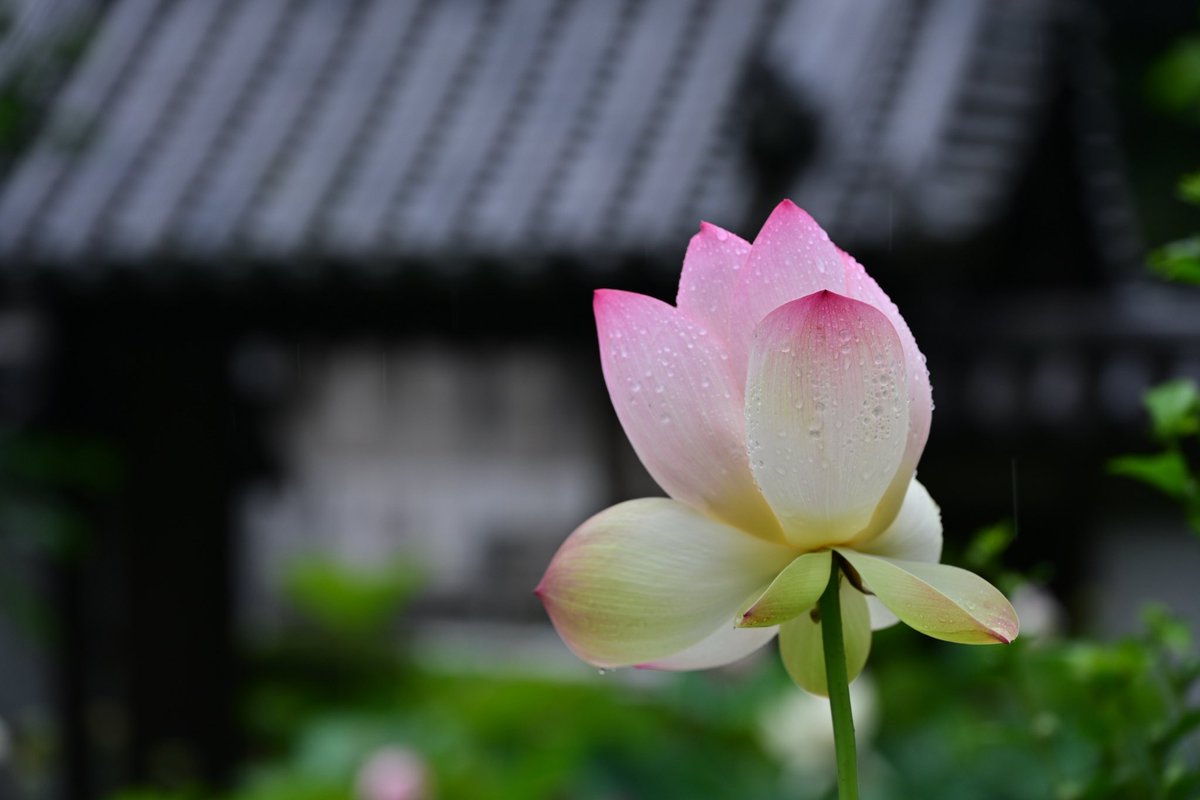 photo_walker's tweet photo. 平群町の金勝寺の蓮の花を見に行って来ました。あいにくの雨でしたが、花弁についた雨粒や葉に溜まった雨水がとても綺麗でした。
（7/5撮影）
#金勝寺　#椣原山金勝寺 #蓮の花 https://t.co/bOg6lC395D