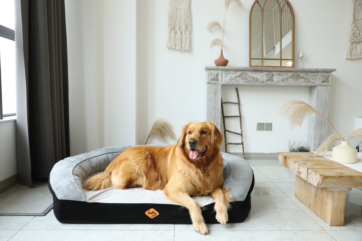 LaiFugVIP's tweet photo. Guess what’s on their mind! 🧠 Look at this face—is it: A. "Give me treats now," B. "I know you're leaving without me," or C. Just elevator music playing in their head? Drop your vote below! 👇#Laifug #DogLover #PetSale #DogBed #Cat https://t.co/ma2zpVz5cB