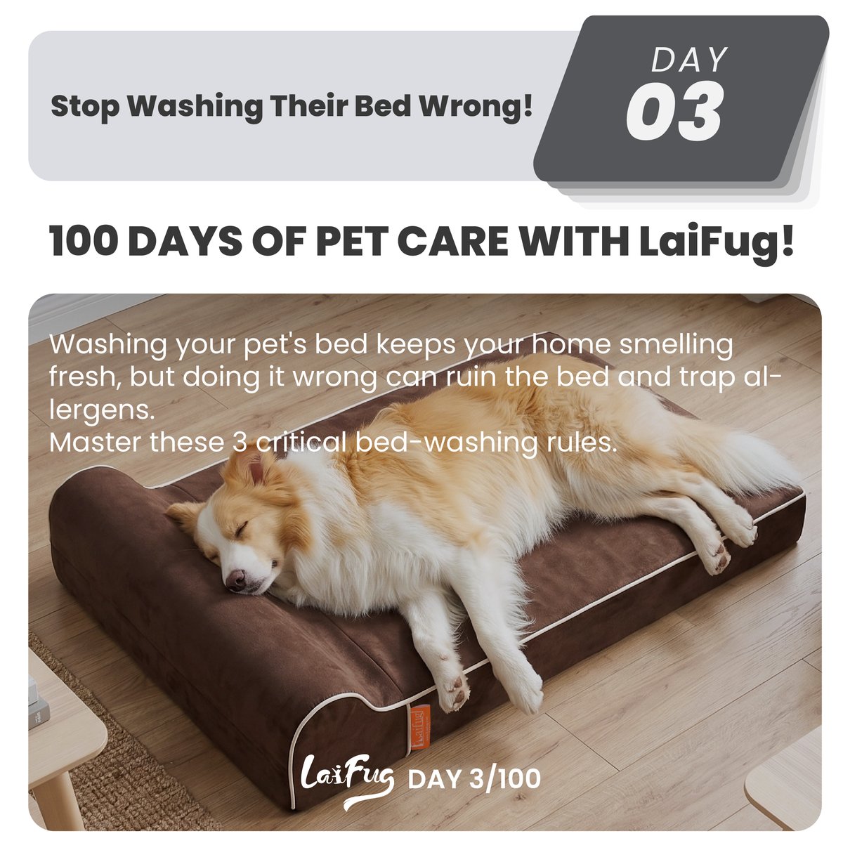 LaiFugVIP's tweet photo. 👇How often do you wash your pet’s bed? Share your routine below!
#laifug #petclean #doghygiene #dogbed #cleanhome #petcaretips #dogowners #Laifug #DogLover #PetSale #DogBed #Cat https://t.co/bMMPHlKOMH