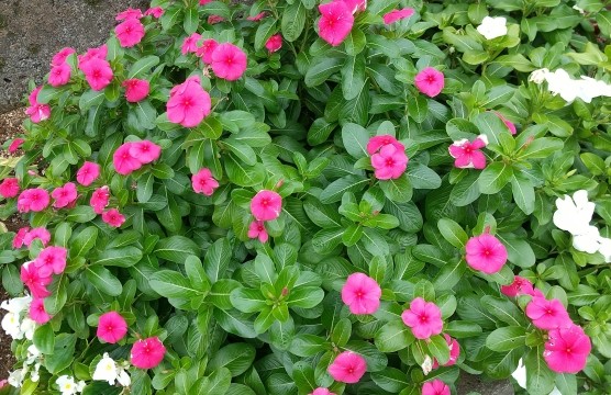 DCHAINGAMES's tweet photo. Periwinkle (Vinca) 🌸 — a summer garden staple.
Thrives in the heat, blooming again and again.

It's also making its way into "Four Seasons Switch"
as one of the seasonal flower items.

#gardening #cottagegarden #periwinkle
#indiegamedev #gamedev https://t.co/PT41ZVwGTR