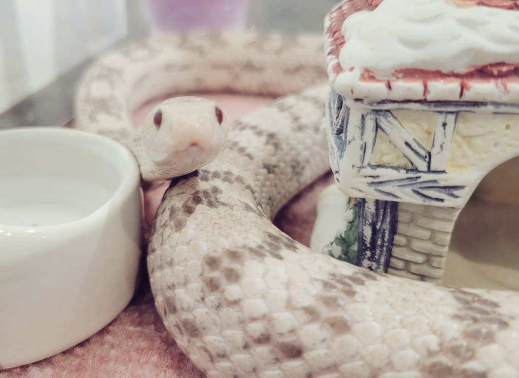 Torami_balangan's tweet photo. #辛巳 の日💚
#相葉雅紀 さんの日💚
動物さん🐍と触れ合って #開運 💚
アニマルカフェ☕に行きたいぉん💚

そんな #月曜日 ☁️
トラは #新宿 でお待ちしてまふ💚
https://t.co/xehtJ8qMNM

#占い #オタク #推し活 #作戦会議
#タロット #四柱推命 #九星気学 #手相

#嵐 https://t.co/bF69q0nMQd