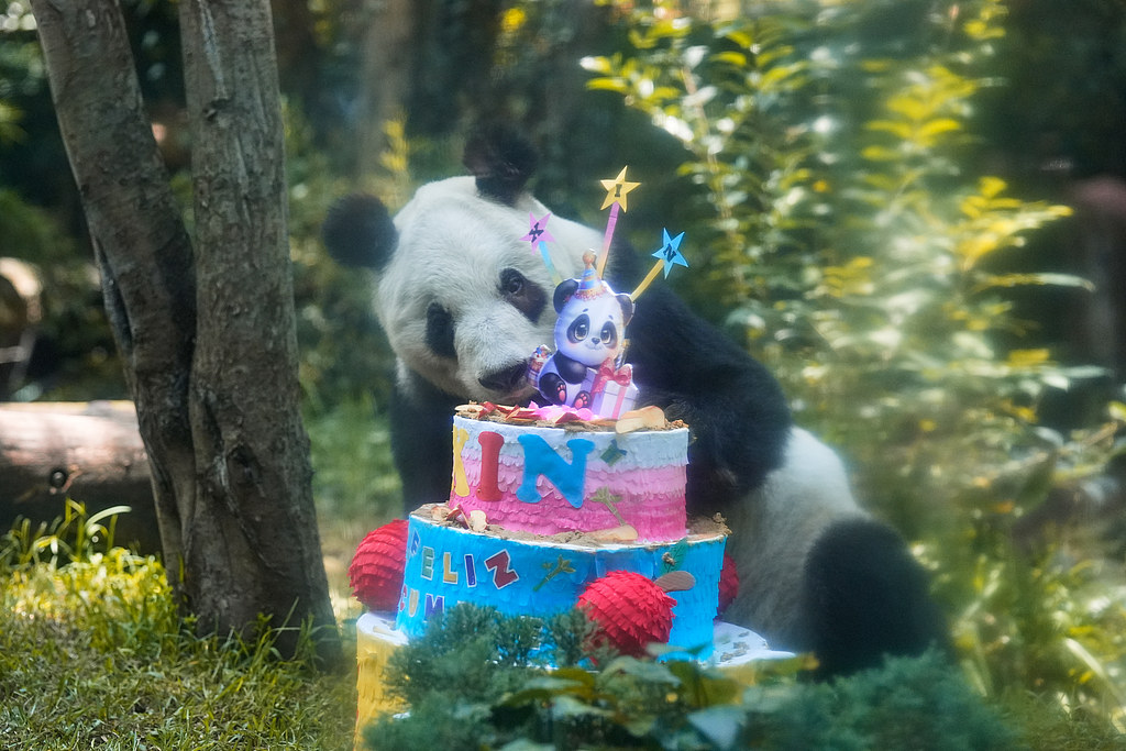 CCTVAsiaPacific's tweet photo. 🐼🎂The celebration for #giantpanda #XinXin's 36th birthday was held in Mexico City, capital of Mexico. Xin Xin is the oldest among the rare Chinese animals living overseas, her age is equivalent to over 100 human years.

Pics via CFP https://t.co/Opk9bSps1x