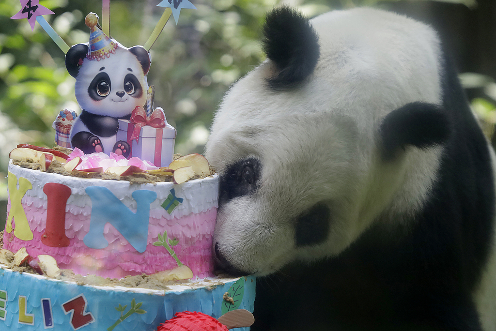 CCTVAsiaPacific's tweet photo. 🐼🎂The celebration for #giantpanda #XinXin's 36th birthday was held in Mexico City, capital of Mexico. Xin Xin is the oldest among the rare Chinese animals living overseas, her age is equivalent to over 100 human years.

Pics via CFP https://t.co/Opk9bSps1x
