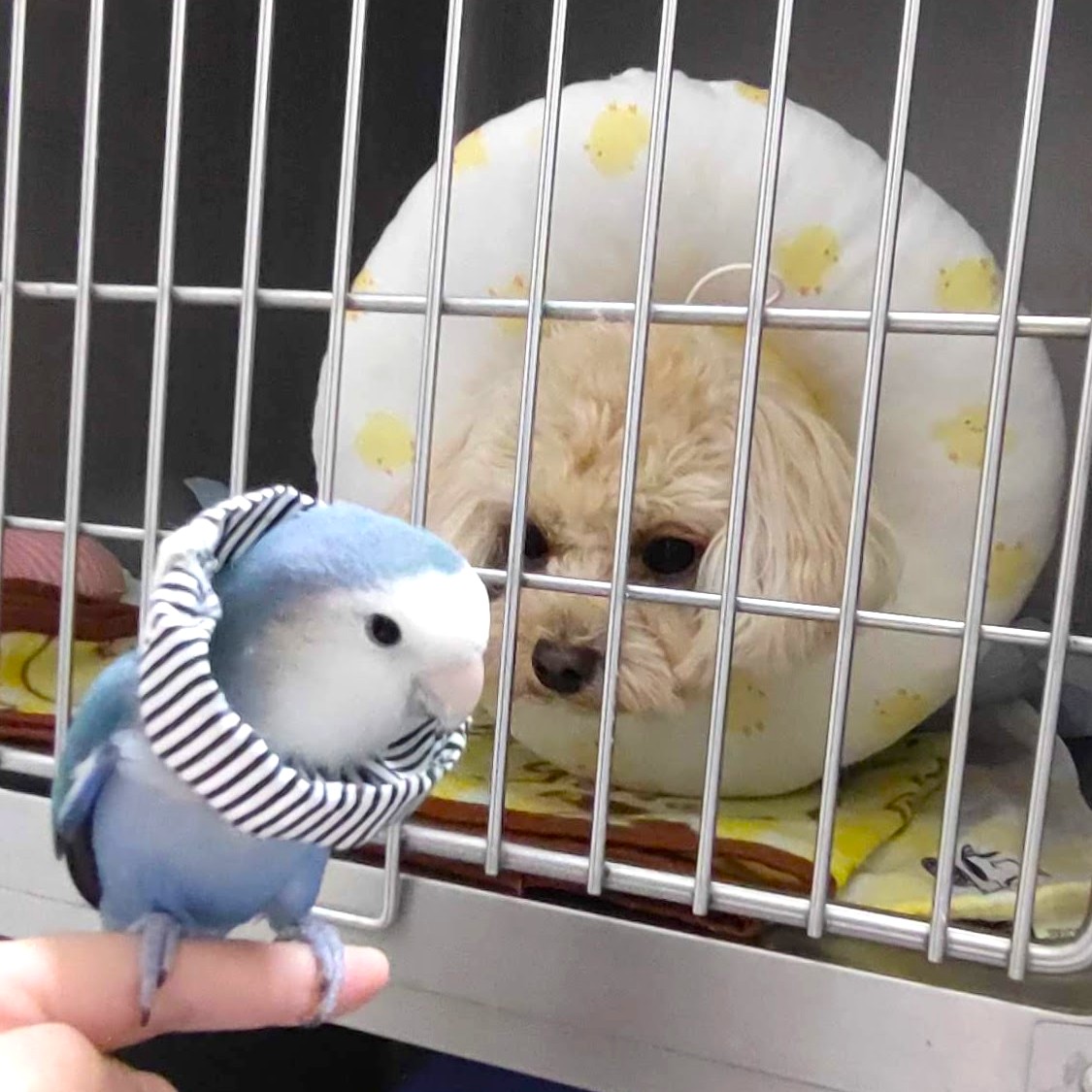 kotoribu's tweet photo. 今日の「カバー小鳥」は ラムネちゃん（コザクラインコ）です。首もとがおそろいなふたりが、ケージ越しにごあいさつ。内緒話でもしているかのような、愛らしいひとコマです💓 
#コザクラインコ 
https://t.co/zEaRyq8C7s https://t.co/yAjQyGYorq