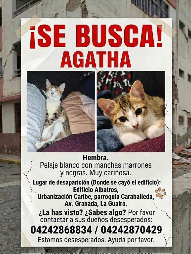 AliceeProAnimal's tweet photo. SE BUSCA AGATHA‼️‼️
PERDIDA EN EDIF. ALBATROS, LA GUAIRA.

DIFUNDE POR FAVOR🐱🐱🐱😔 https://t.co/OyI3rV7DgY