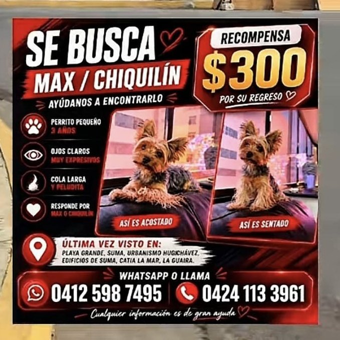 AliceeProAnimal's tweet photo. SE BUSCA MAX‼️‼️
PLAYA GRANDE, LA GUIARA.
HAY RECOMPENSA.

DIFUNDE POR FAVOR😔🐶🐶 https://t.co/6bahWQISjm