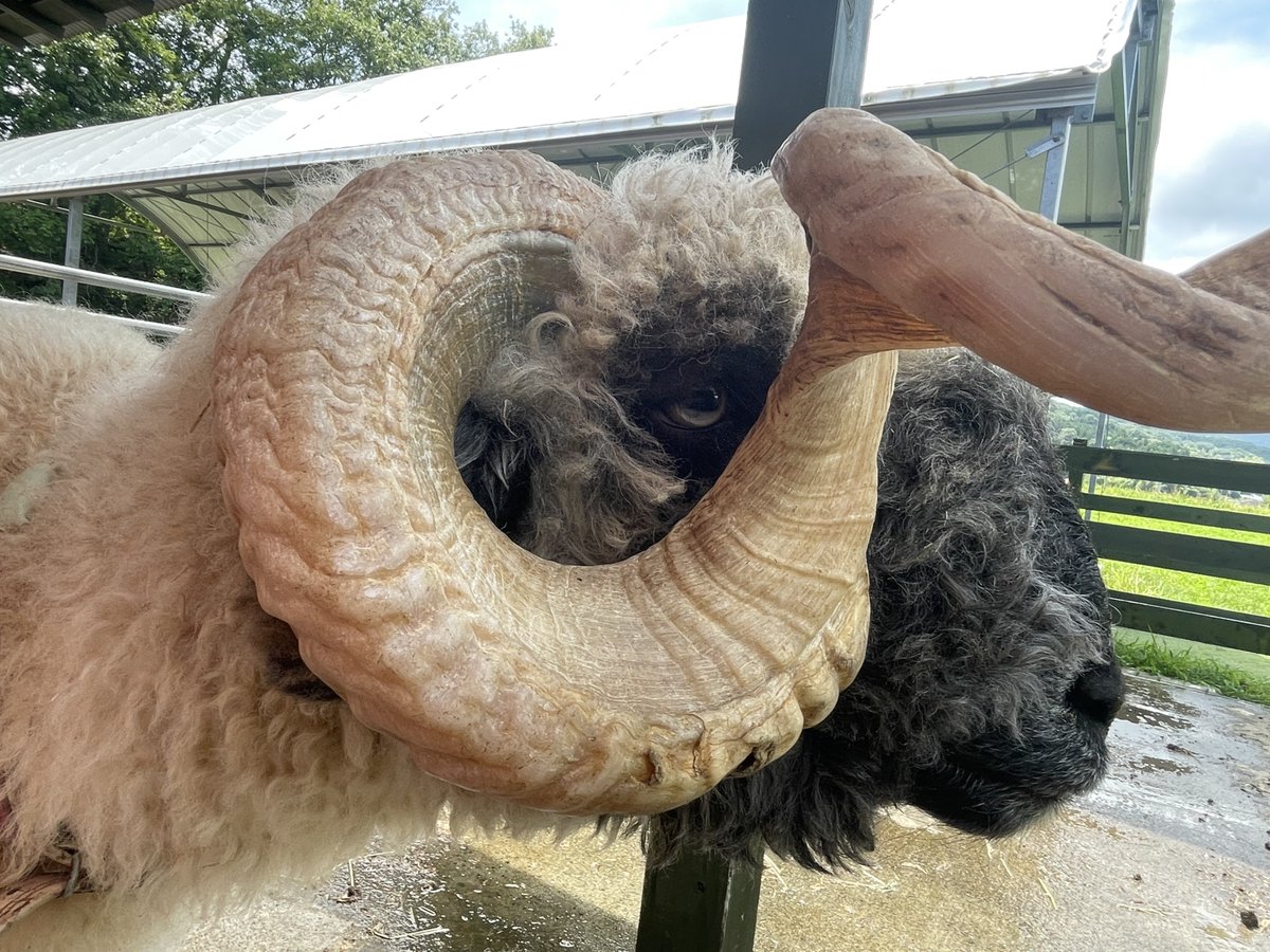 rbdoubutugakari's tweet photo. 立派なツノの持ち主プンちゃん🐏

とても大人しい男の子です

#ローザンベリー多和田　#ヴァレーブラックノーズシープ　#プン　#羊　#滋賀 https://t.co/mysvRLEzUK