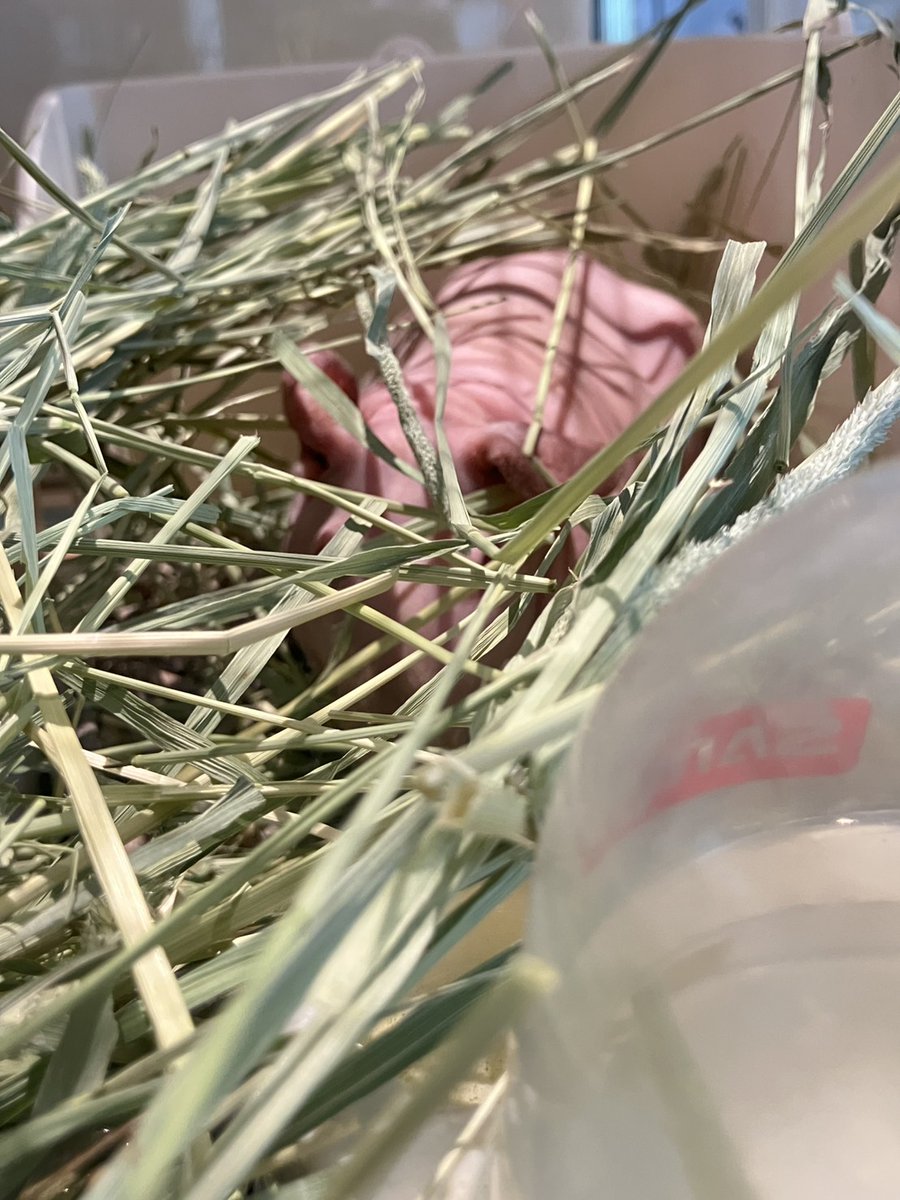 p2x_official's tweet photo. 🤫かくれんぼ中～

😲見つかっちゃった！

＃P2 #ピーツー #西長住 ＃福岡 #モルモット
＃スキニーギニアピッグ ＃齧歯類 #guineapig #기니피그 https://t.co/xFoOIvDXlv