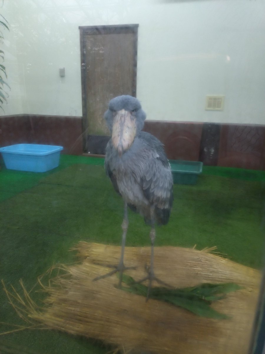 maeesama's tweet photo. #ブドウ
 #フォーゲルパーク
雨だから室内ですね☔ https://t.co/Tpp5MsLpIW