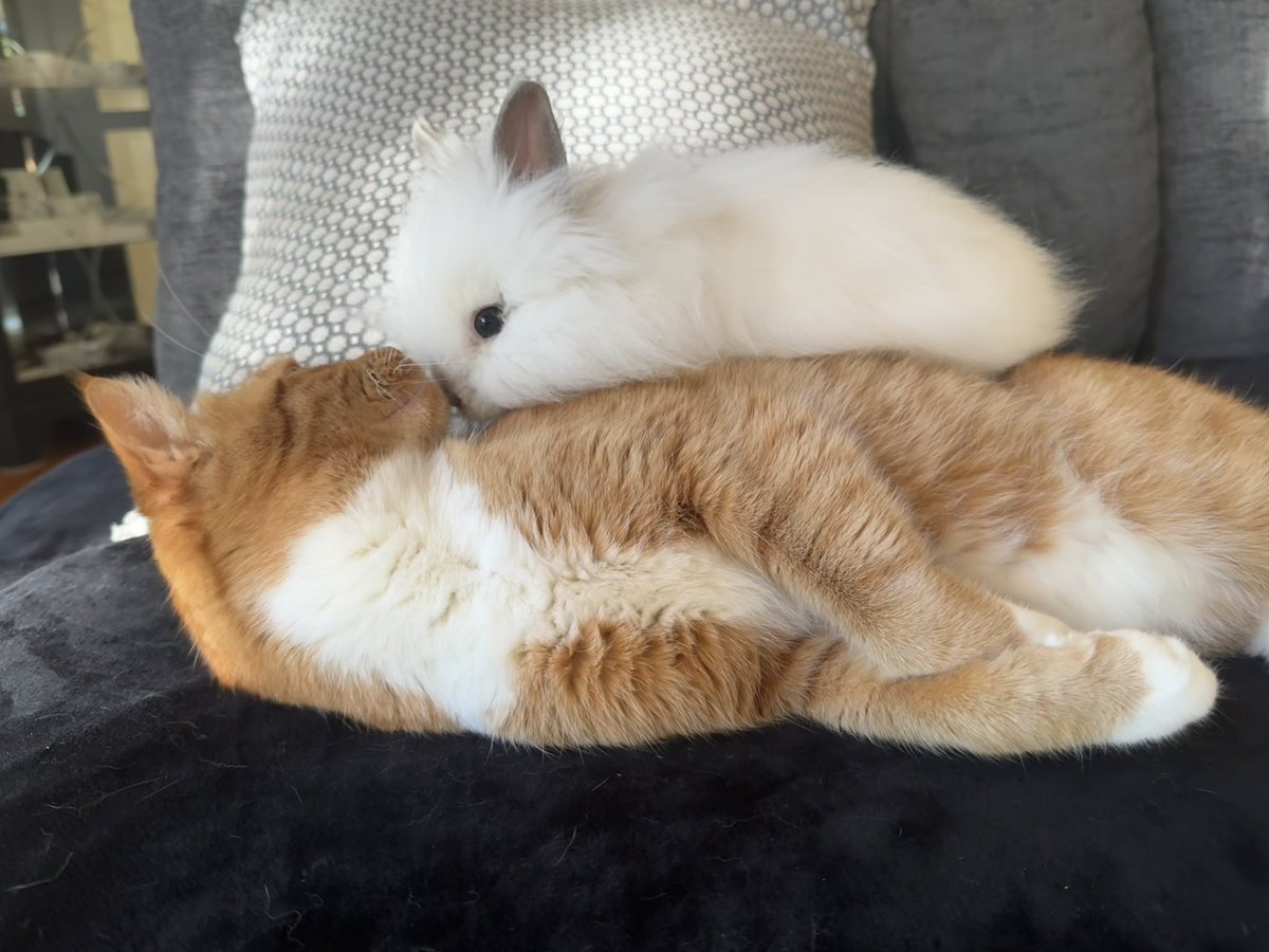 IzuYuta's tweet photo. ねこ踏んづケサラン🐈🐇 https://t.co/VtNjzY5fzg
