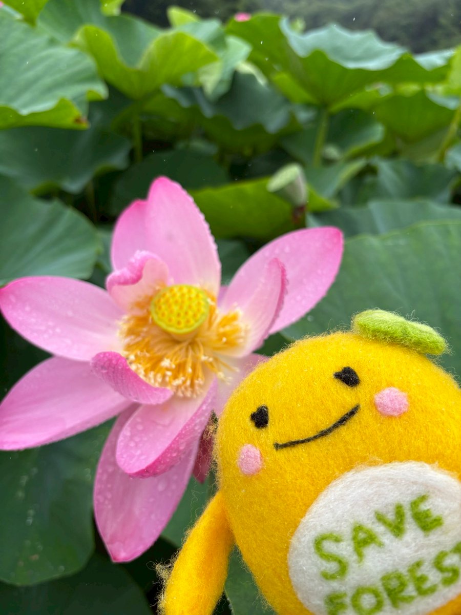 shimane_mimo's tweet photo. #荒神谷遺跡 で #古代ハス と写真を撮ってきました！
このハスは、千葉県の遺跡で見つかった約三千年前の種子がよみがえったもの。
38年前、荒神谷にハスが寄贈されました。
時を超えて、今もこの場所で大きな花を咲かせているよ♪
#島根県　#林業　#水と緑の森づくり https://t.co/teoxd9lBqu