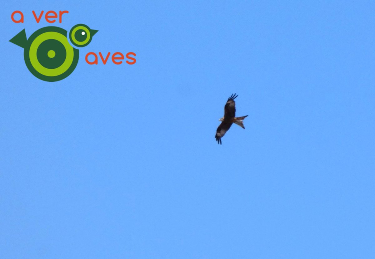 AverAves's tweet photo. #AvesDesdeCasa
No dejéis de mirar al cielo, incluso desde vuestros pisos urbanos, porque pueden pasar cosas (aves) como estas.
Milano real y buitre leonado en #Algete https://t.co/Xd9sd52oMS