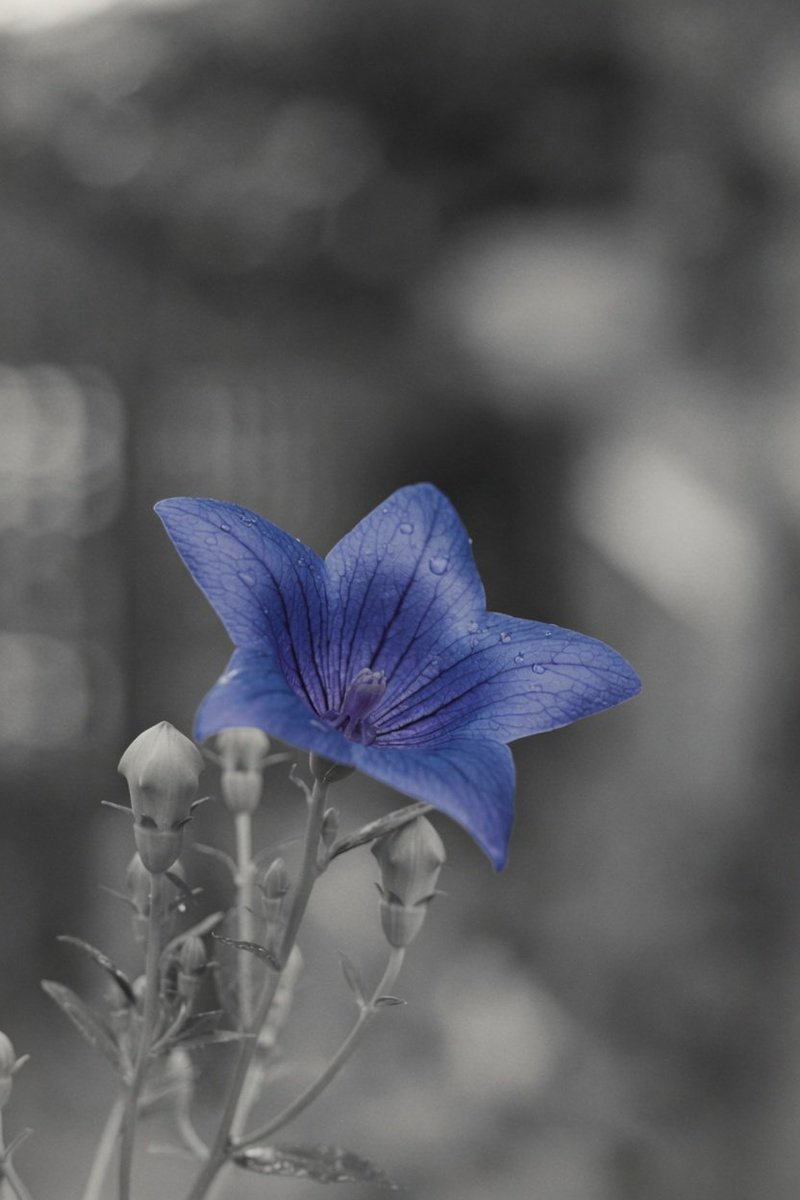moonshop0101's tweet photo. Photo Challenge - Selective Color
Finding a burst of life in a monochrome world. - ̗̀🤍🖤💙  ̖́- https://t.co/CMYaDNmIcC