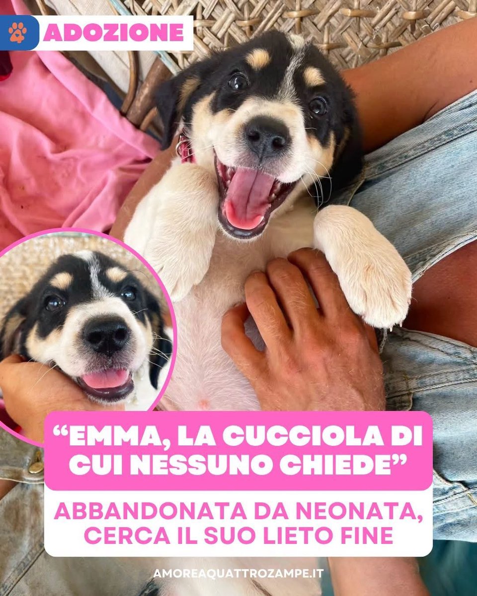 Amore4Zampe's tweet photo. Emma continua ad aspettare in silenzio, mentre i giorni passano senza che nessuno chieda di lei.

Per informazioni, è possibile contattare l'associazione PHOENIX al numero: 327 476 3471. Solo messaggi WhatsApp. https://t.co/AJQeN7BMg0