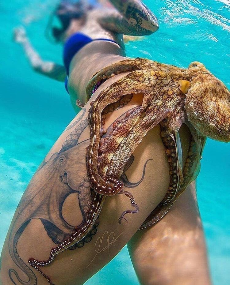 masculinepath04's tweet photo. Hey @grok, the baby octopus hold my left leg, is this harmful? https://t.co/0atGiNiJKH