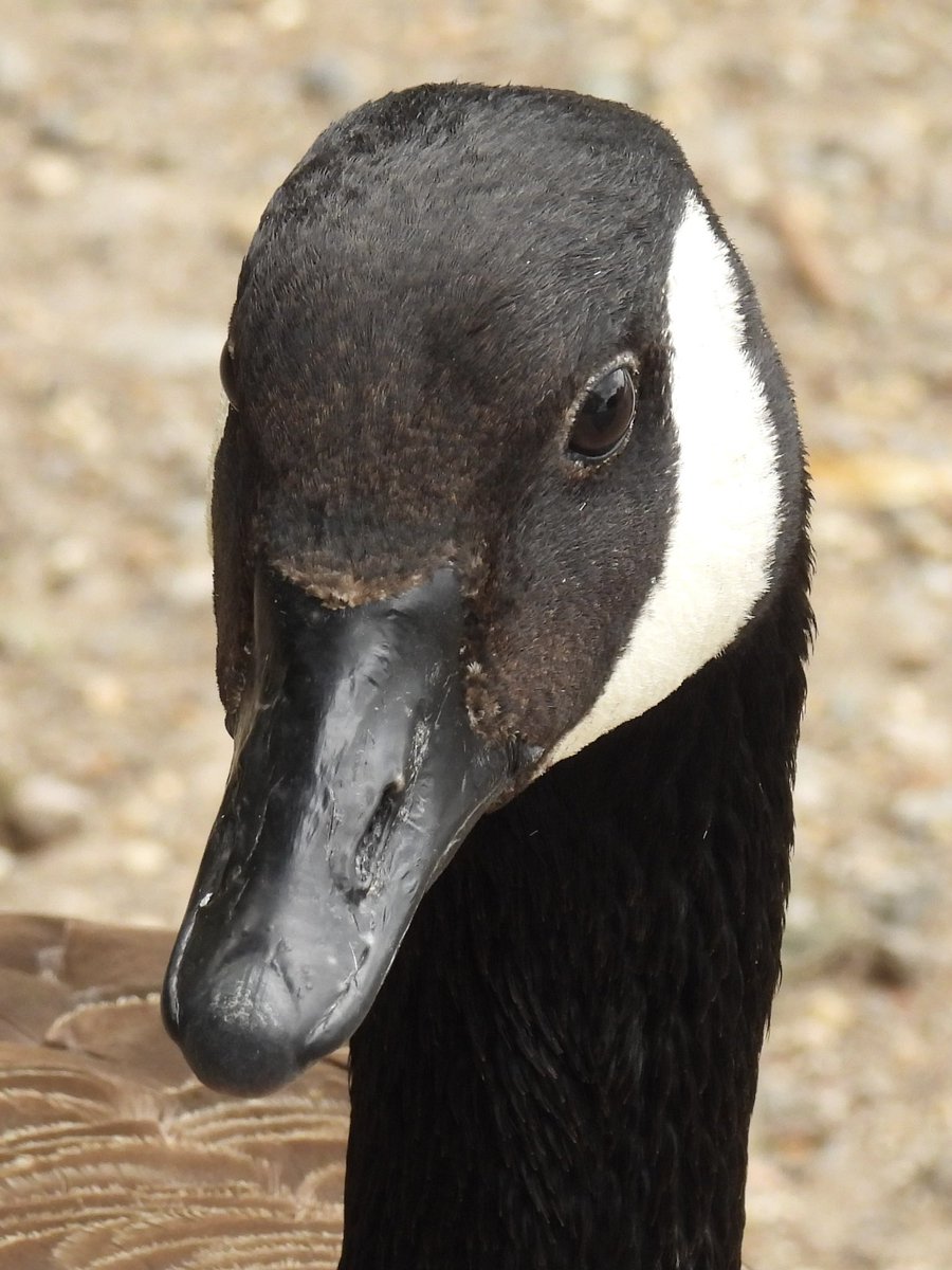 Palumbus_Pics's tweet photo. Canada goose portrait #canadagoose https://t.co/IFSoVOOjGb