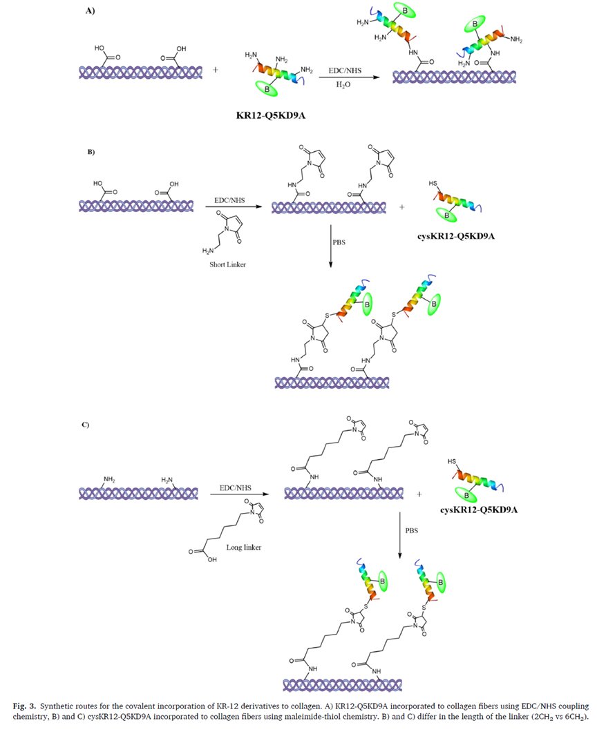 mgkontakis's tweet photo. Antibiotic-bearing collagen hydrogels can be useful in implant surgeries involving significant bone loss (tumor or revision cases) or in infective revisions, where the implant surface can be coated to minimize the risk of infection. The limitation of current approaches is that the antibacterial compound is incorporated into the hydrogel matrix simply by mixing, so the substance is not released in a controlled manner. By contrast, binding the antimicrobial compound to the collagen molecules via covalent bonds (as shown in this work) allows release to occur in step with degradation. The bound compound also acts as a deterrent to bacterial adhesion at the matrix surface.

Collagen is not an easy material to 3D print, especially modified peptide-bearing collagen. In our lab at @Rudbecklaboratoriet (@uppsalauni) we managed to fabricate and 3D print three novel iterations of a collagen hydrogel that was bearing the antimicrobial peptide KR-12.

Sharing some screenshots of our article, you can read our work here -> https://t.co/EyVEZ3JRi4

#BoneTissueEngineering 
#3dprinting 
#antimicrobialpeptides 
#orthopedics