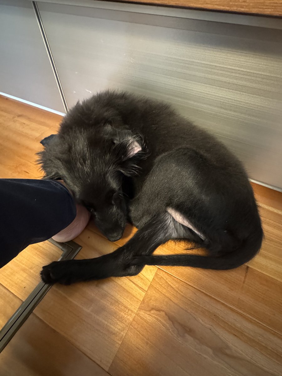 meg_tv's tweet photo. キッチンに立ってるとこれされがち
足を枕にされて身動き取れなくなっちゃう
かわいくて起こしたくないんだものー
困っちゃうーー🥺 https://t.co/AWLz8YKFRL