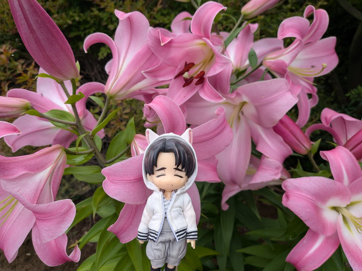 ryonpinyan's tweet photo. 『カサブランカだよ』っていわれて
お庭にうえたんやけど‥‥‥

照れとるのかな？
ピンクになっとる‥‥‥

もしかして
カサブランカさんじゃないんかな？

でも、めっちゃ大きくて
いいかおり‥‥‥💗 https://t.co/0YDCyQyTCg