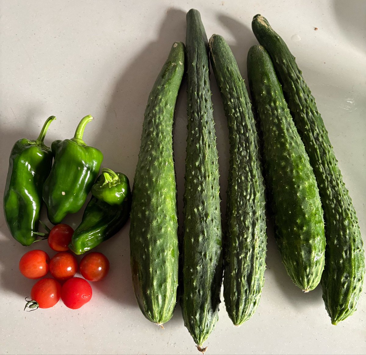 suzutan1007's tweet photo. 今日、初収穫🍅🥒🫑
旦那様のおかげで今年も家庭菜園が出来ました♪
きゅうり2種類植え、1つはトゲトゲが痛い笑
ピーマンのツヤ✨✨ https://t.co/39SHfO4yCg