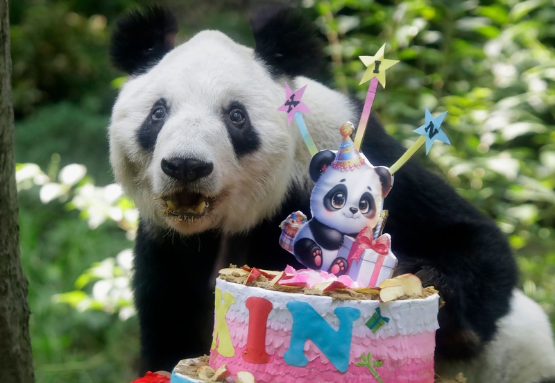 Panda