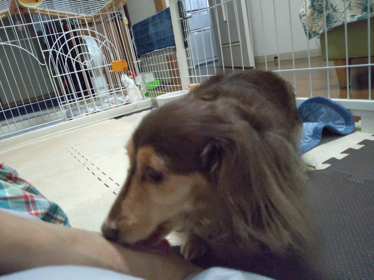 qoo2525foo's tweet photo. 手をペロペロするので、かまって欲しいのかな…と思ったらゴロン
お腹を撫でて欲しかったみたい🤭はいはい、いくらでも撫でますよ😊
#犬のいる生活
#犬好きさんと繋がりたい
朝だけ雨降ってすぐ止んで、湿度低くて風が気持ちいい🎐 https://t.co/T6GvT4075k