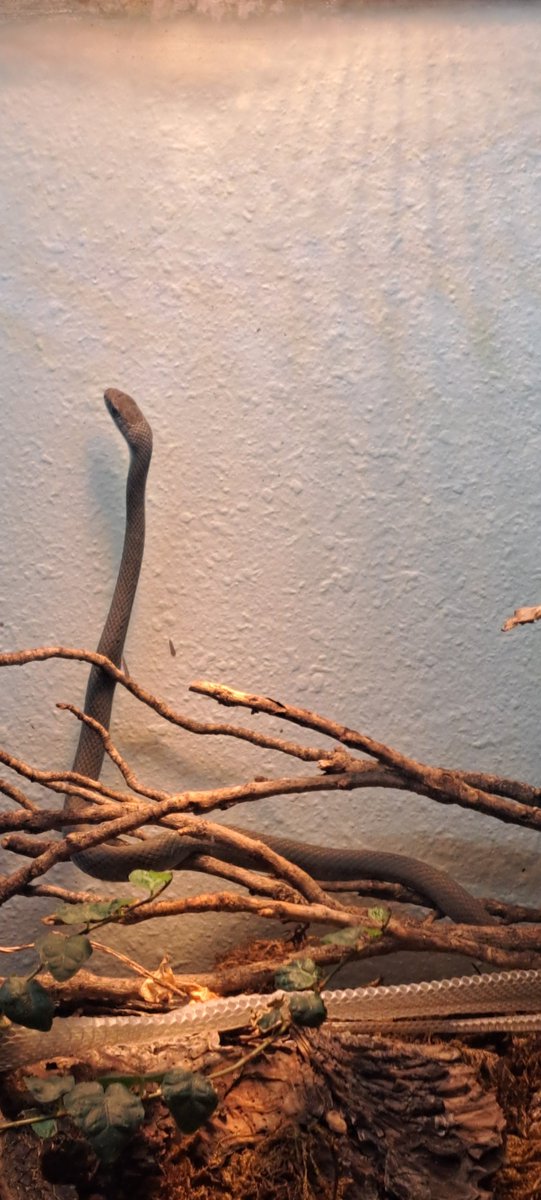 Anaxzamander's tweet photo. @hirikoyakan3 Very nice! 🤩🙏💯 I have a (Blue Phase) Mormon Racer Snake in a vivarium in my living room. https://t.co/oDJ3b8egUK