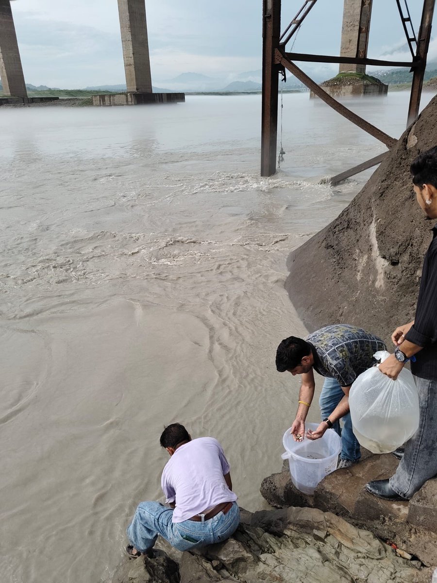 DoFishHP's tweet photo. On 04.07.2026
Total 202860 no. Fish seed stocked in Gobind Sagar Reservoir from departmental Fish Seed Farm Ghagus, Distt. Bilaspur Himachal Pradesh.
.
.
.
#stocking #fishseeds #fishseedstocking #departmentoffisherieshimachalpradesh #govtofhp #fisheriesgoi https://t.co/dBcgbnWnqO