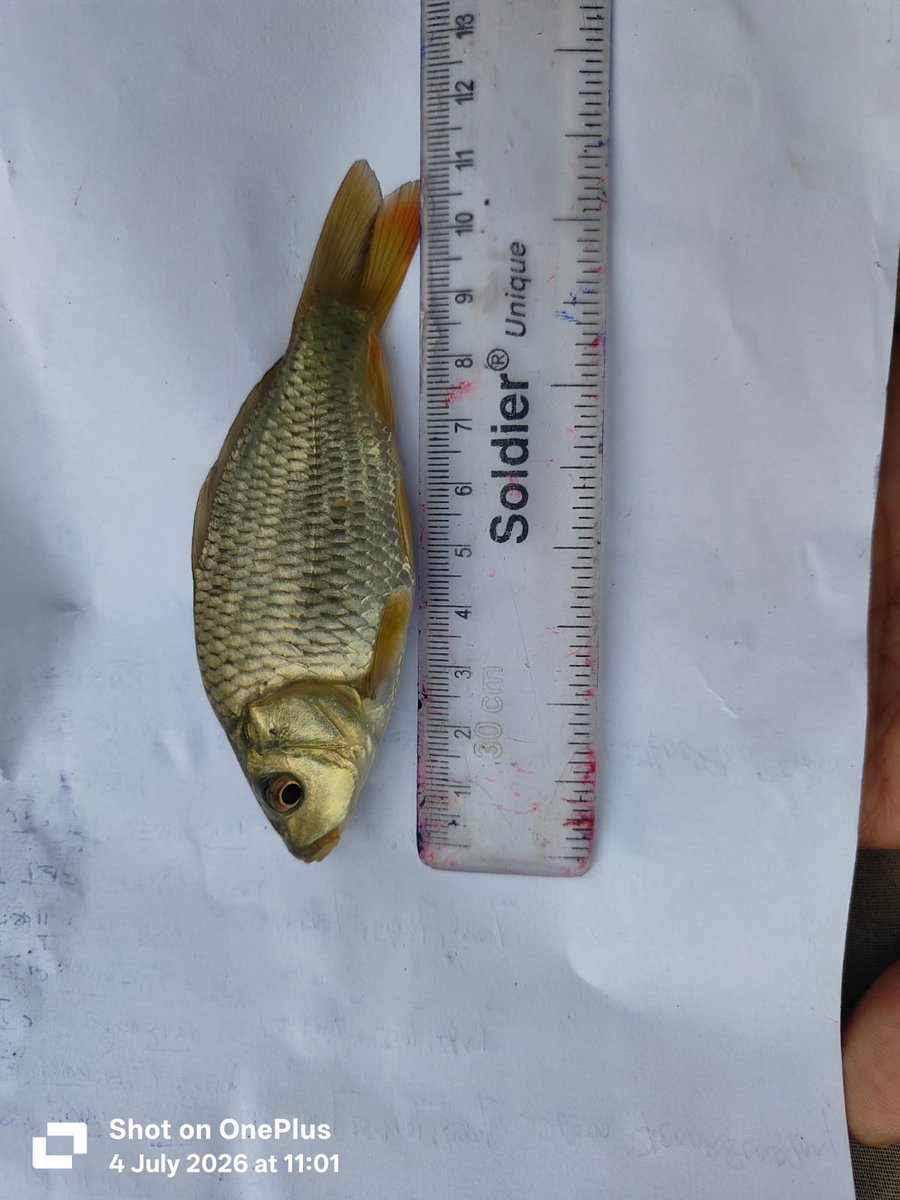 DoFishHP's tweet photo. On 04.07.2026
Total 202860 no. Fish seed stocked in Gobind Sagar Reservoir from departmental Fish Seed Farm Ghagus, Distt. Bilaspur Himachal Pradesh.
.
.
.
#stocking #fishseeds #fishseedstocking #departmentoffisherieshimachalpradesh #govtofhp #fisheriesgoi https://t.co/dBcgbnWnqO