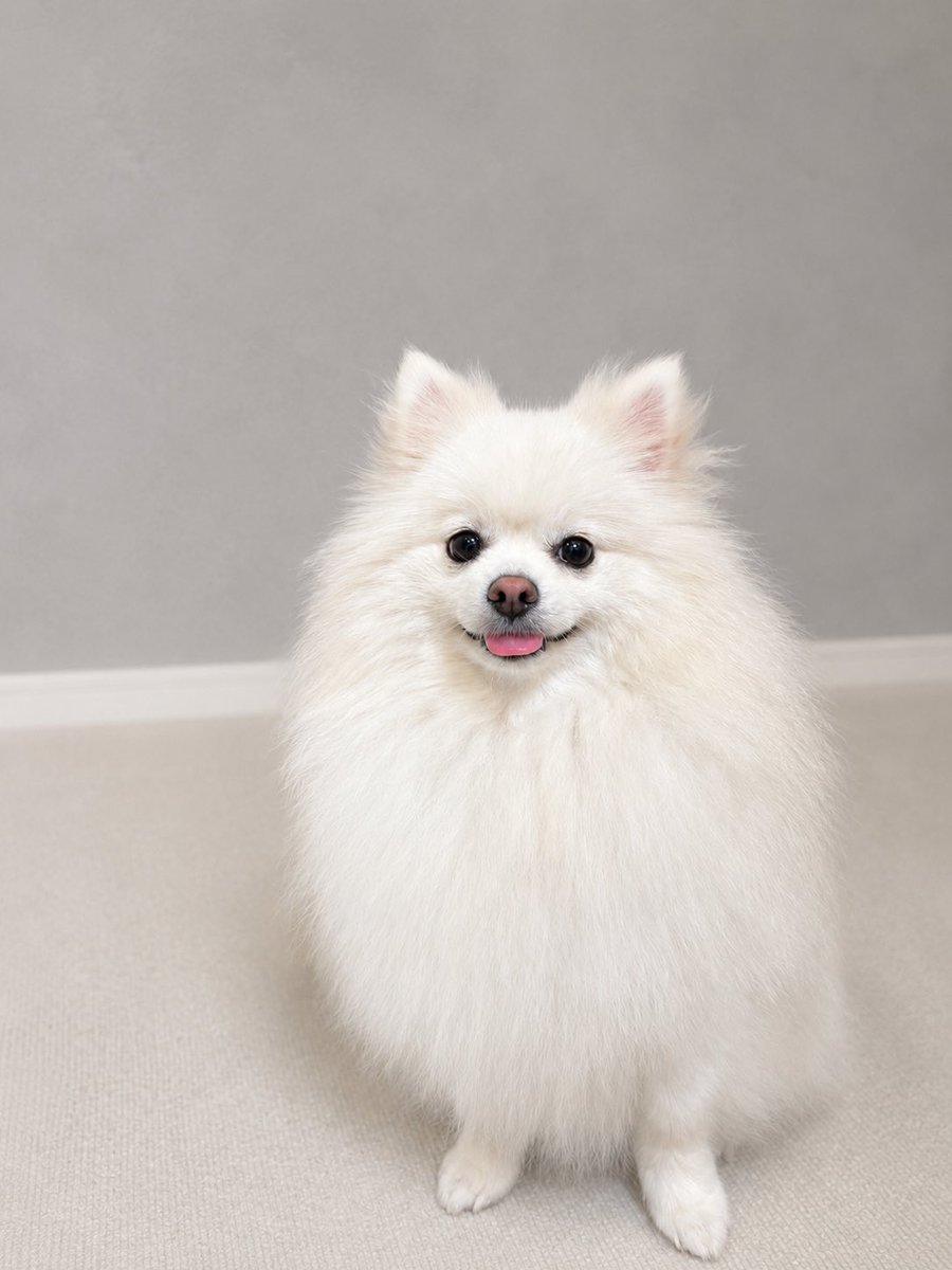 kbanyx's tweet photo. 昨日7/5で凪ちゃん2歳になりました〜🥳
障害物はチャッピーに消してもらった(笑) https://t.co/WpxyRz45xh