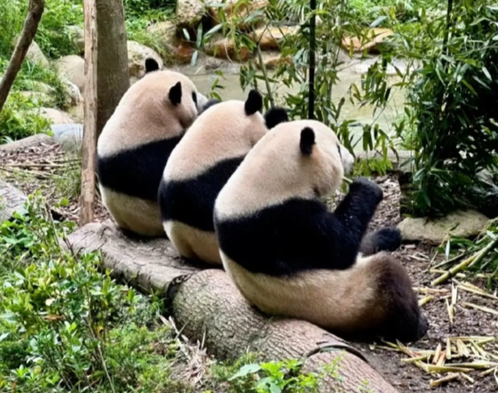 PeopleChina's tweet photo. 赤ちゃんの頃から一緒に育ったパンダ三兄弟。大きくなっても変わらない絆。 #パンダの幼馴染 https://t.co/UAW0d97kWp
