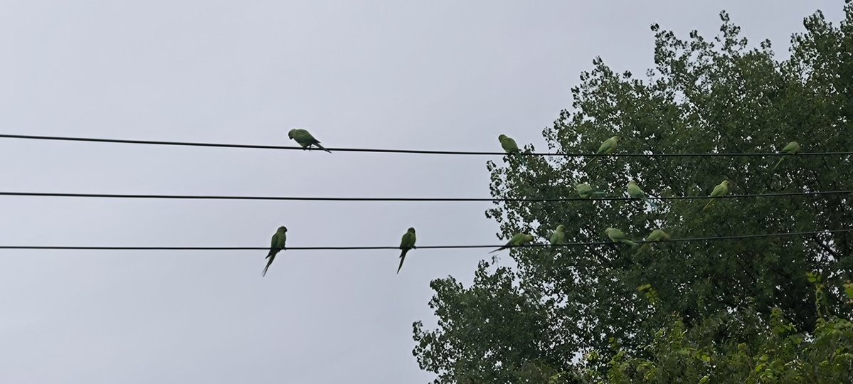BShin5's tweet photo. 仲良しの皆さん、
野良インコを見た事がありますか？

うちの周りにはおるんですよ🦜 https://t.co/Gi5i1gUdJF