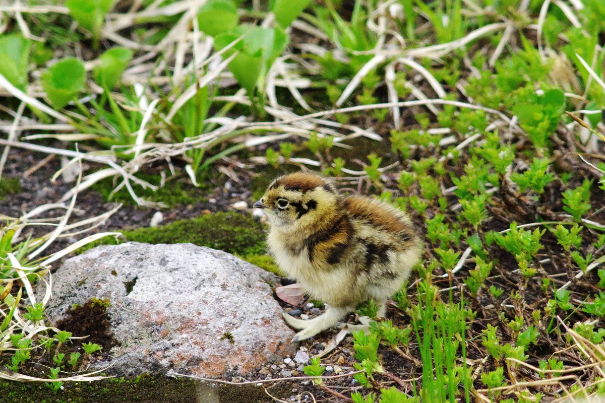 tateyamakurobe_'s tweet photo. 環境省では、雷鳥親子からは
5mは離れることを呼びかけています。
登山道以外には立入らない等々、
国立公園内の法令規則遵守もお願いします🙇‍♂️
観察マナー✅https://t.co/grO4d8NBo5

写真4枚目は”超望遠レンズ”で
撮影するホテル立山スタッフです📷 https://t.co/qwaMRhZHrE