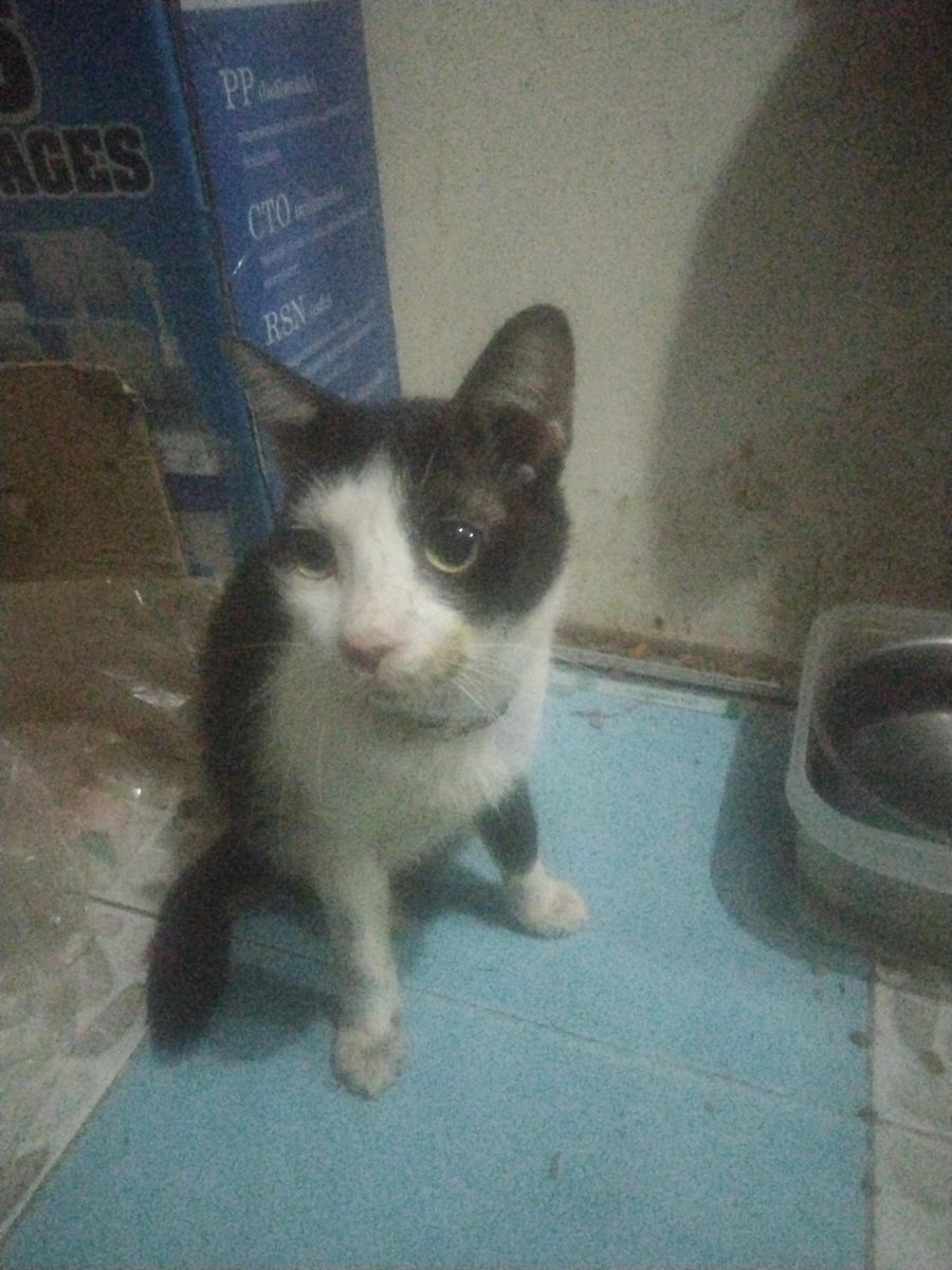 kungcatdog's tweet photo. ขอยา2ตัวนี้ให้ว้วและ ไว้ฉุกเฉินเวลามีแมวตัวไหนฉี่ขัด  
บริจาคเป็นสิ่งของ
นฤมล ยังวารี
108/6ก บ.หนองบ่อ ถ.หฤทัย ซ.5 ต.ในเมือง อ.เมือง.จ.ชัยภูมิ 36000
0624737366
เป็นเงินช่วยเหลือ
บ.ช/020280854736/ออมสิน/นฤมล ยังวารี   #ไฟใหม้ ,#หาดใหญ่ #แชร์ต่อบอกบุญ https://t.co/Ti91b4ZGjy