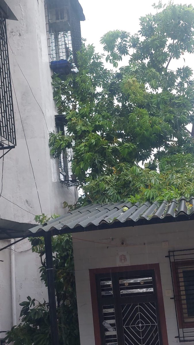 NBakhai's tweet photo. A tree has fallen in Santacruz (H/East Ward) due to heavy rain. The concerned officer said staff are busy across Mumbai and asked us to “manage for some time.” This is a serious public safety risk. Please act urgently, @mybmc. @TawdeRitu @parag_alavani #MumbaiRains #Santacruz https://t.co/dQ8qDFb4on