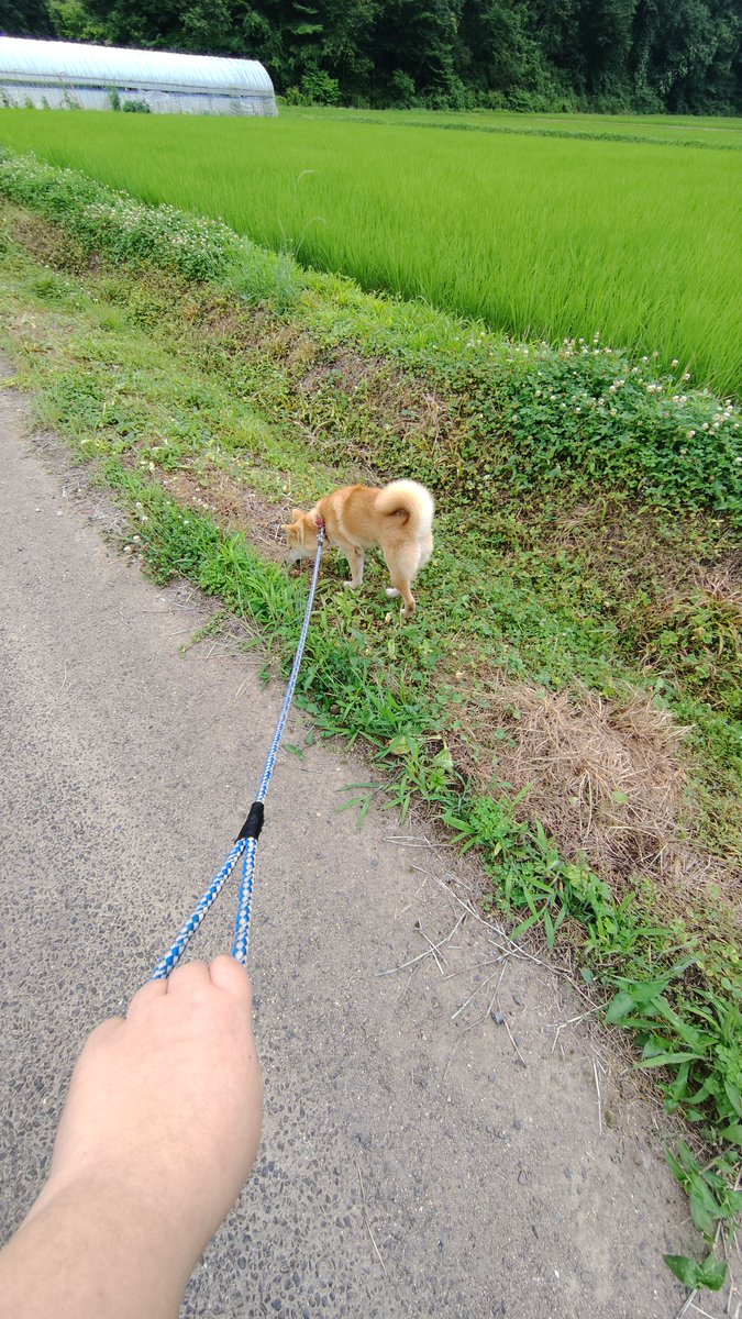 IUwll0502's tweet photo. お疲れ様です！
皆さん音量⚠️注意⚠️
今日は、仕事休みなので、
夕方早めに犬のお散歩
丁度防災無線の所まで来たら17時乗ってる夕焼け小焼け流れて耳が痛いꉂ🤣𐤔 https://t.co/5udH8qAO2T