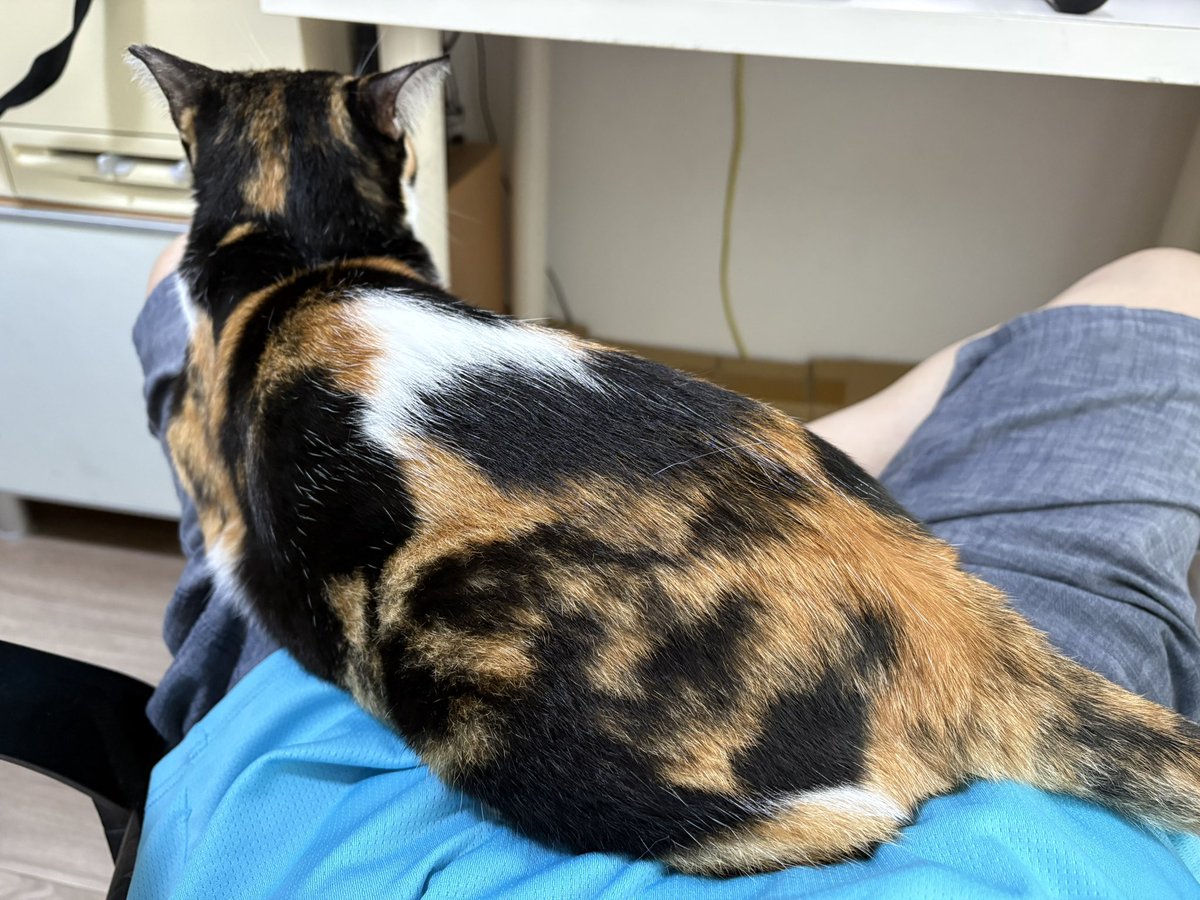 Mast_Mof75's tweet photo. きたく🐈

お供した皆さまお疲れ様でした
来年もまたお会いできるよう
健康に気をつけて過ごします😆 https://t.co/RANclZ4yj5