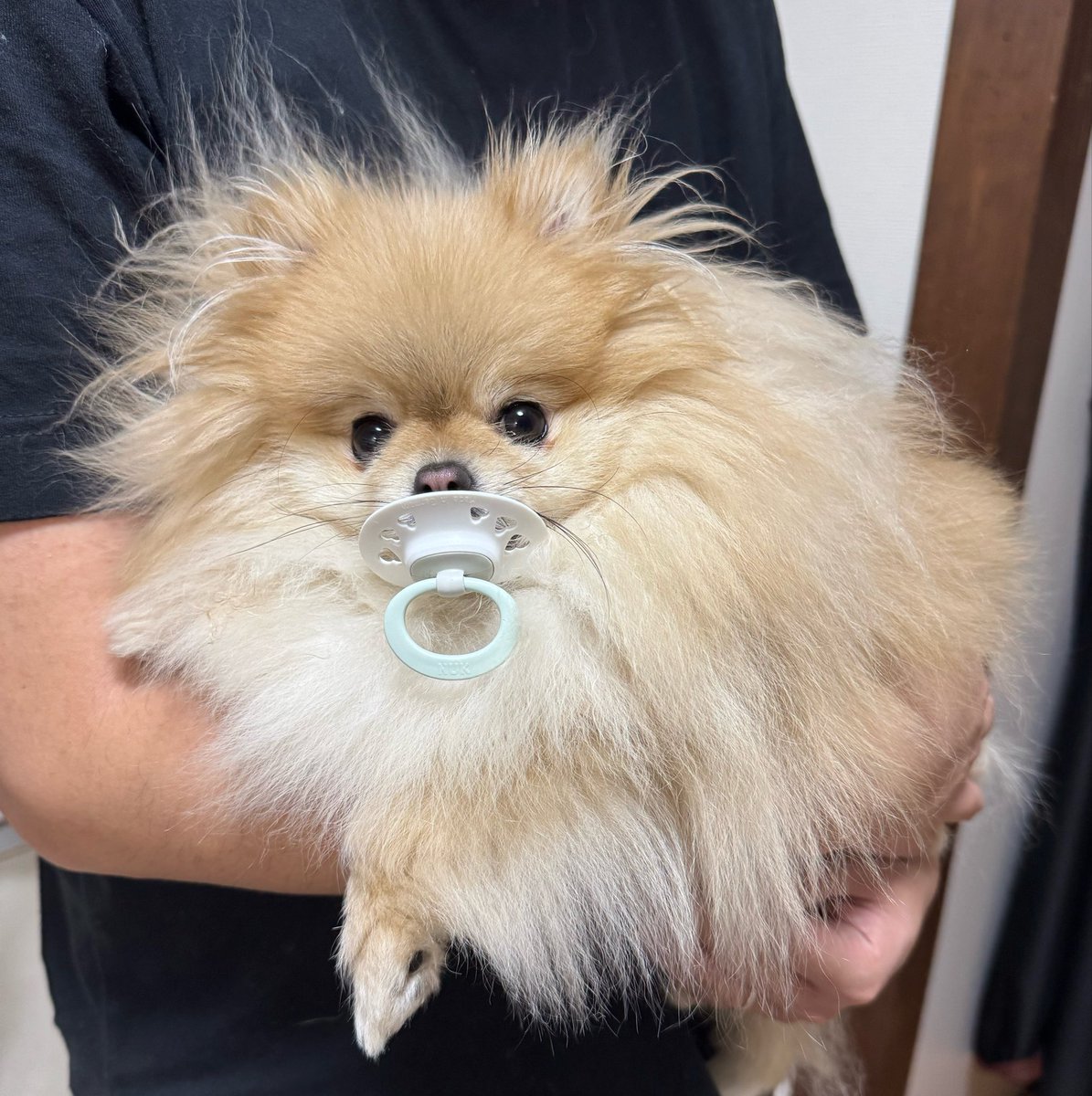nagomi_kedama's tweet photo. そう、犬はみな抱っこされて当然、愛されて当然です https://t.co/4LOv2U6kDh