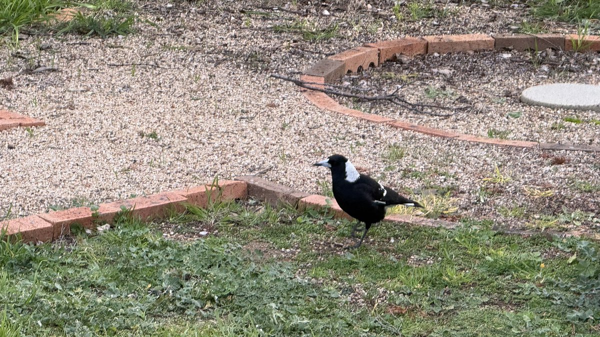 wapple15's tweet photo. This #MagpieMonday in our yard. #MagpiesDoingWeirdStuff https://t.co/xYy6luTWJx