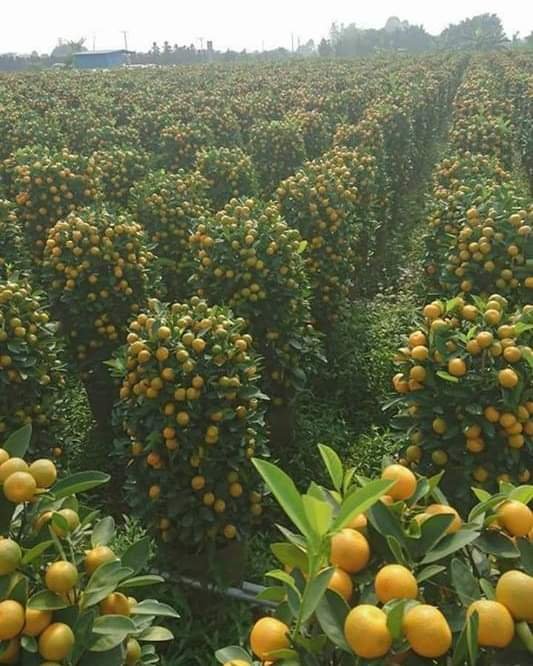 ridvansoylemez's tweet photo. Mandalina bahçesinin güzelliği. 😊 https://t.co/KtvTkgPpcp