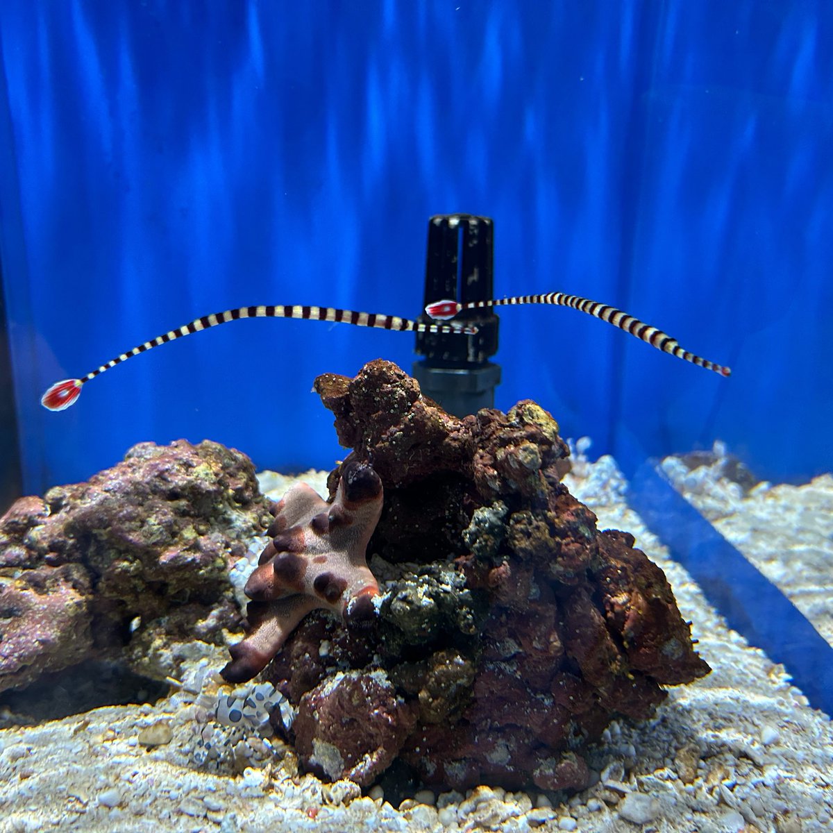 uz_mz_'s tweet photo. 広島いいとこだった。路面電車すごいし駅でかい。生まれて初めてみた生き物もいたし。 https://t.co/nBf2TiXMLX