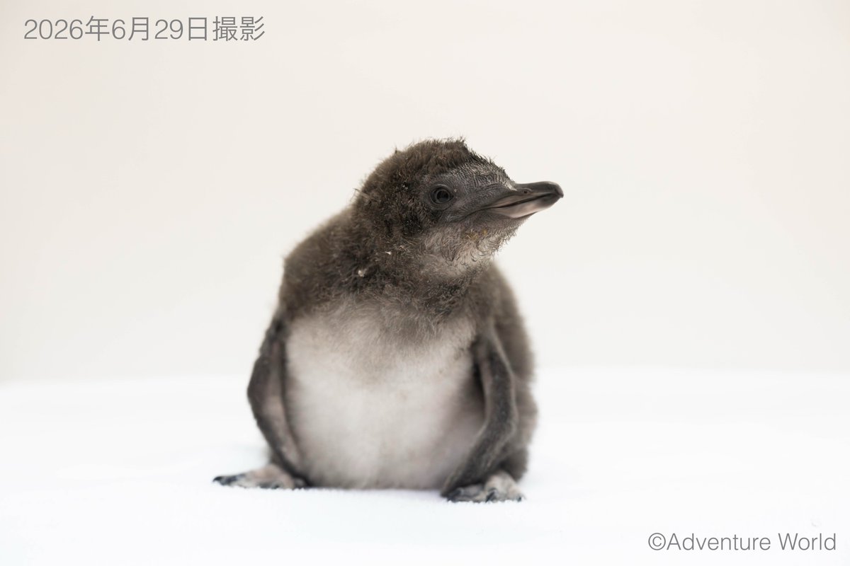 aws_official's tweet photo. ／
コガタペンギンの赤ちゃんが次のステップへ🐧🌱
大人の仲間入りに向けバックヤードへ引越しします！
＼

5/29に32.7gで誕生した赤ちゃんは、現在1kgを超えるまで増え、赤ちゃん特有の羽から大人の羽へと生え変わる「換羽」も始まっています✨
プール練習など「大人たちと一緒に暮らす特訓」を始めるため海獣館2階のバックヤードへ引越しします。これに伴い、毎日の一般公開とYouTube配信は7/7(火)で一度終了となります。これまで温かく見守っていただき、本当にありがとうございました。

一般公開は一時休止となりますが、新たに7/9(木)からコガタペンギンの「どうぶつLIVEトーーク！」を開催します！

個性豊かなアニマルエデュテイナーたちがコガタペンギンについて楽しくレクチャー🕺 
赤ちゃんがサプライズ登場する……かも！？

期間：7/9(木)〜
場所：海獣館2階 コガタペンギン展示場前（参加費：無料）

詳しくはこちら
https://t.co/MLWvRuLW1h