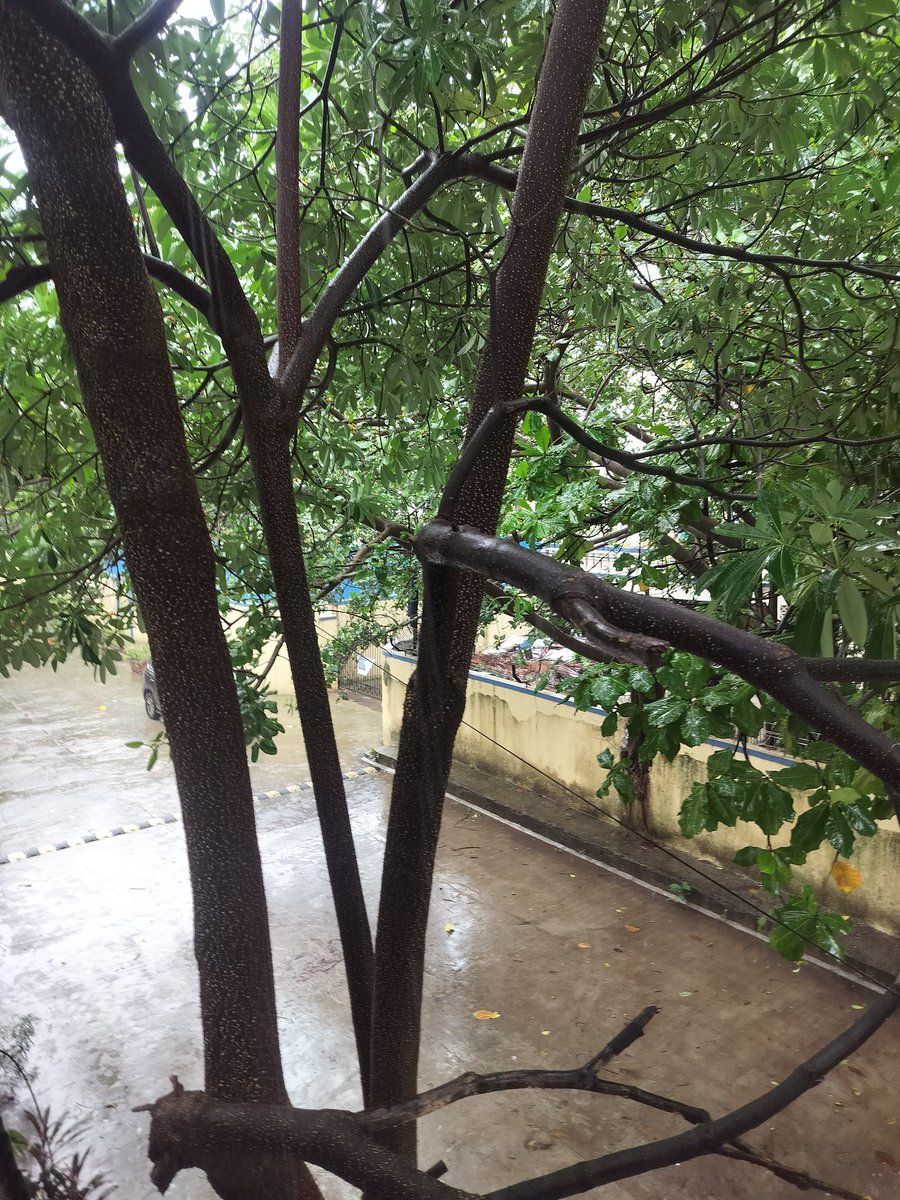 Shreya_00123's tweet photo. This trees are planted by Lloyds estate (Wadala east) near VIT college near the adjustent wall, this is dangerous for the people living behind the wall,this may cause a huge problem there. As u can see the trees are moving heavily due to the wind and it may fall on the structure. https://t.co/loP9IXAjq7
