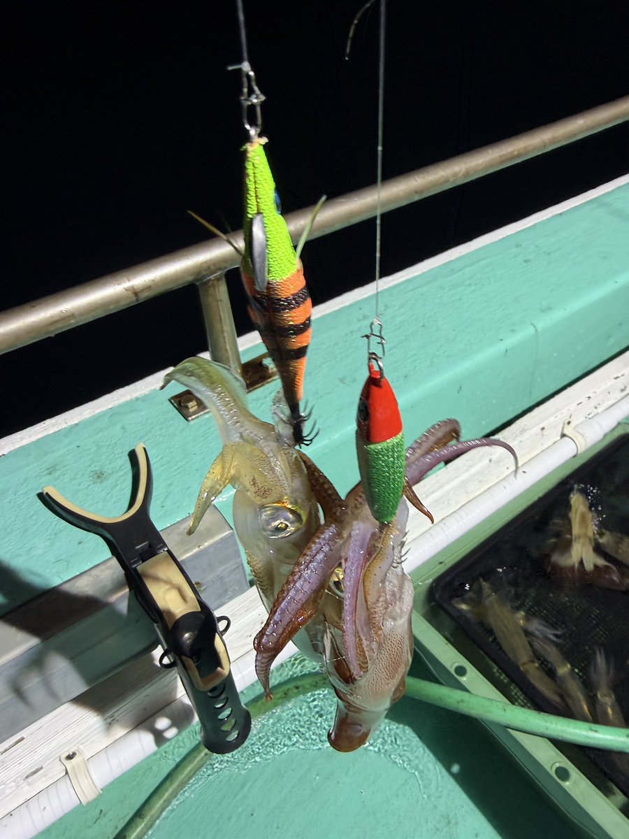 jiro_260's tweet photo. 《🦑》
タコ釣りの次はイカ釣りへ鳥取県は賀露の富栄丸さんへ♬
イカ釣りやのにタコ釣れたり、22時からはお友達に鯵釣りに専念してもらったり今回もめちゃんこ楽しい釣行でした♬
#鳥取県
#富栄丸
#イカメタル
#DIVEDEPT
#UROCO https://t.co/p7LDuU0Plk