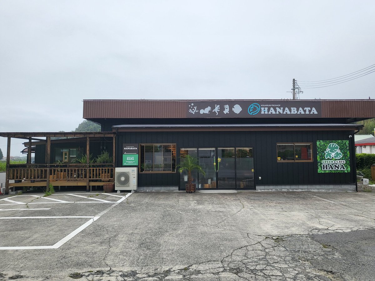 hanabata1012's tweet photo. ✨ GRAND OPEN ✨
2026年7月10日（金）
「Green &amp; Cafe HANA」がオープンします。
コーヒー、ソフトクリーム、植物をご用意して、皆さまのお越しを心よりお待ちしております🌿☕🍦

観葉植物の仕入れ、カフェの準備など忙しいですが頑張ります😂 https://t.co/ku2w8Q6rda