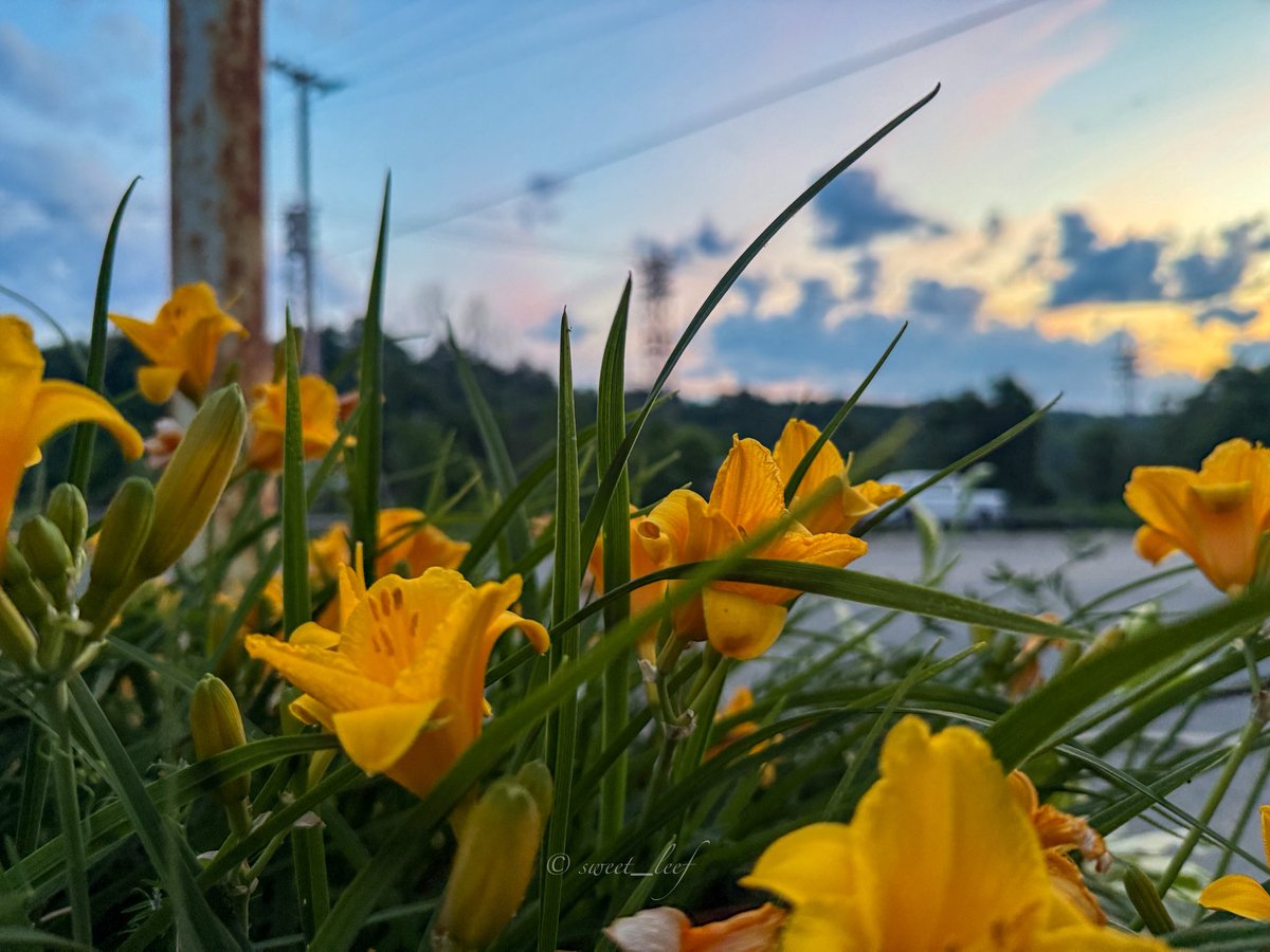 sweet_leef's tweet photo. Sliding in for the last call for #SundayYellow 💛 https://t.co/xlo19xVOz1
