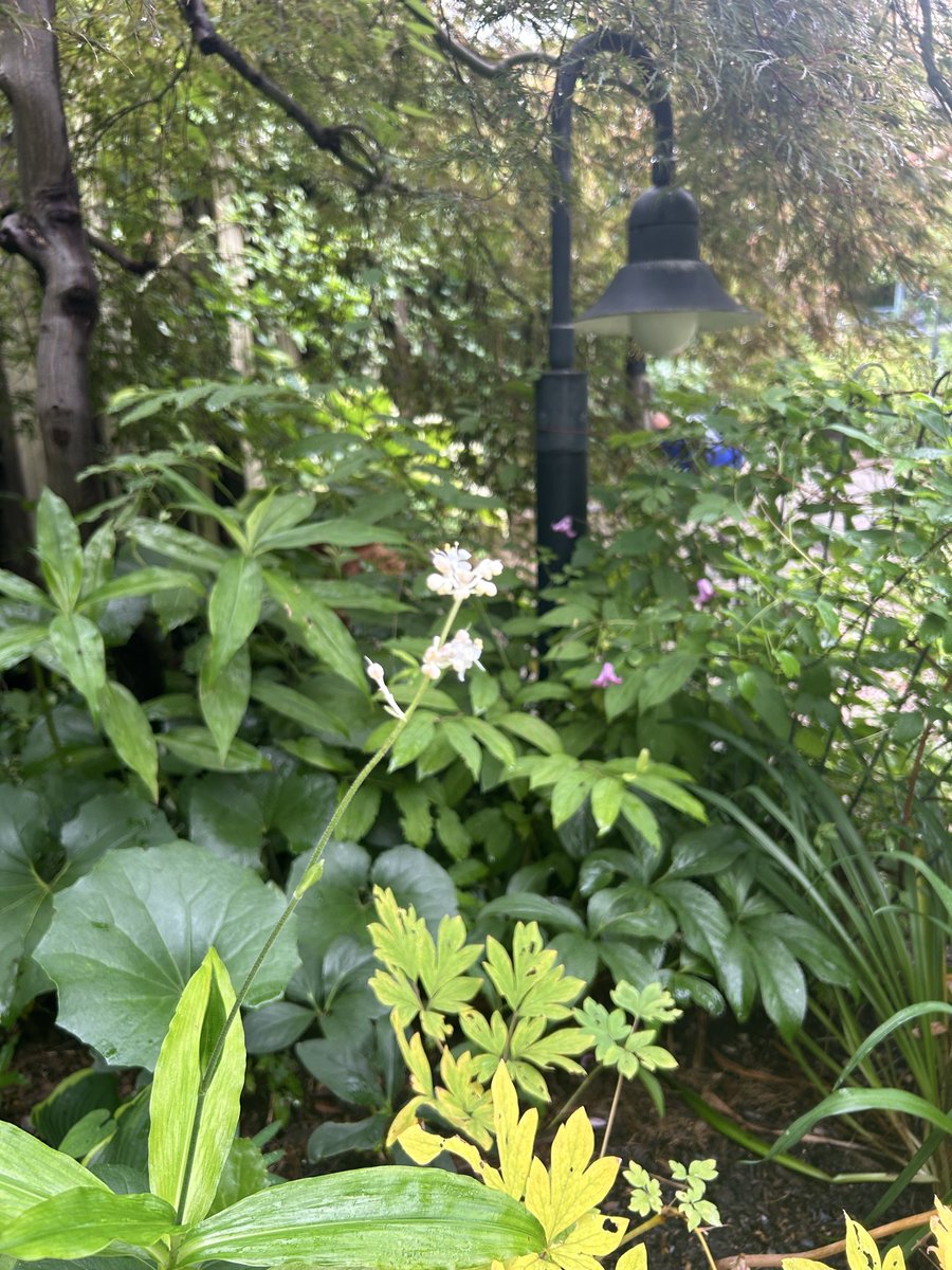 flariegarden's tweet photo. 静かな雨のフラリエです。
園内の花々はしっとりと潤い
梅雨ならではの景色をみることができます。

雨の日のお散歩もおすすめです。

#ﾌﾗﾘｴ  #大須　#久屋大通　#栄
#お散歩 https://t.co/tVi8aSs0Qc