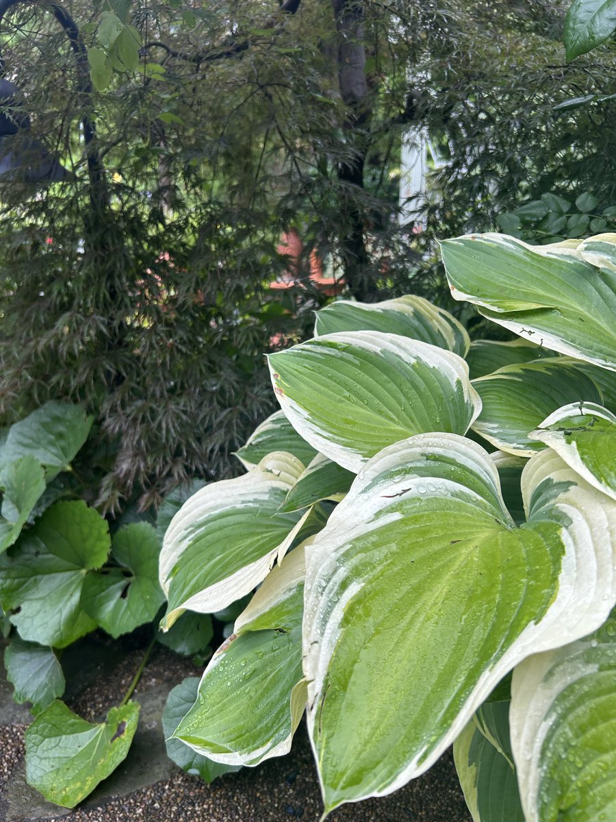 flariegarden's tweet photo. 静かな雨のフラリエです。
園内の花々はしっとりと潤い
梅雨ならではの景色をみることができます。

雨の日のお散歩もおすすめです。

#ﾌﾗﾘｴ  #大須　#久屋大通　#栄
#お散歩 https://t.co/tVi8aSs0Qc